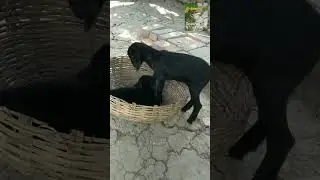 Happy New Year 🥳| Full video|Babygoats are playing with bucket| Most cute babygoat| Funny babygoats