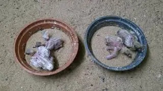 🕊my loft parava chick trops cleaning and albumer medicine feeding 🕊❤️🕊