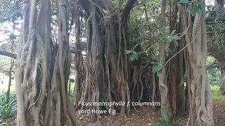 Ficus macrophylla f. columnaris - Lord Howe Fig