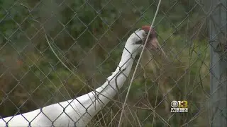 Wildlife Research Center Works To Keep Bird Species From Going Extinct