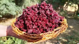 How to Sun-Dry Cherries Naturally | Traditional Cherry Drying Method