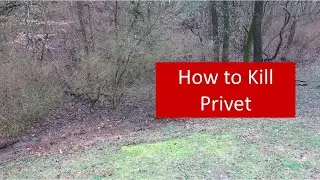 Kill Privet - 4 Keys to Successfully Controlling Chinese Privet