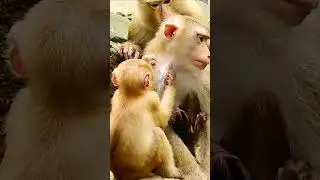 Baby monkey try to ask milk from her mom. #nature #animals #funny #monkey49buzz