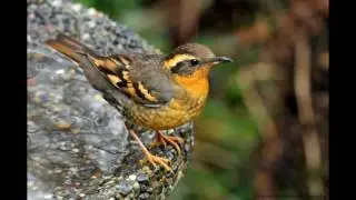 THE BIRDS OF DOOARS(MY VISIT DURING OCTOBER,2017)