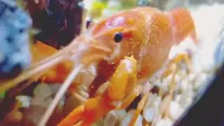 Pinchys Theme
