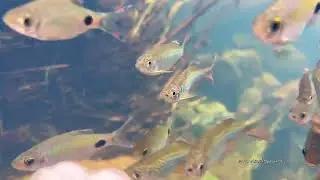 Malabar danio | Filament barb | Easternghats | Meenkaran | AravindManoj