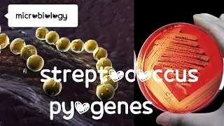 Gram positive bacteria ,Streptococcus pyogenes,part2nd,#pathogenic organism,microbiology,bsc nursing