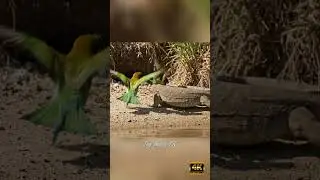 Monitor Lizard Attacks Bee-Eater Nest | Brave Birds Defend Their Chicks