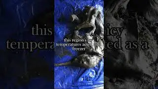 30,000-Year-Old Baby Woolly Mammoth Emerges from Yukon Permafrost! || #shorts #youtubeshorts