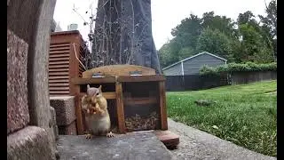 Backyard antics&hellip; squirrel, chipmunk and more chipmunk 🐿️ @backyardparadise #viralvideo #wildlife