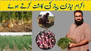 Dyhaat Ma Piaaz Ki Kasht Kerty Huy