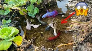 Unbelievable Amazing Hand Betta Fishing Video | Traditional Tool Catching Betta Fish In Amazing Lake