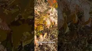 Autumn leaves 🍂                          #autumn #naturelovers #naturevibes #fallmood