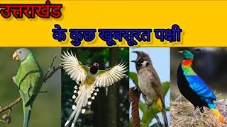 Uttarakhand Birds उत्तराखंड मैं पाए जाने वाले कुछ सुंदर पक्षी