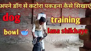 how to train your dog fetch dog bowl 🥣 अपने डॉग से कटोरा लाना कैसे सिखाएं in hindi ll dog ko bowl 🥣