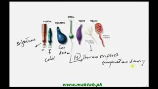 Coordination in animals, Nervous Coordination | FSC Biology | Maktab.pk | Complete Lecture