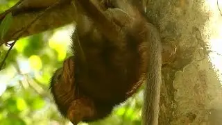 Pity Baby Daniela Hungry Milk | Mother Ignore No More Feeding Baby | Monkey Crying