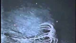 Crawling Crinoid