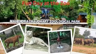 Chhatbir Zoo Chandigarh || Top place to visit in Chandigarh || Fun Day at the Zoo || First Part ||