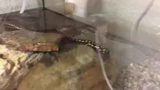 Neurergus strauchii strauchii