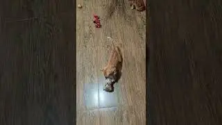 kittens are playing happily 🐈💃🎊💞🎊💃🐈👍 #kittens #playing #happily