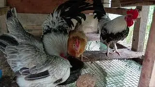 🐥Oeg bantam loku saththu 5 vikinimata atha.🐣| Bantam kegalle
