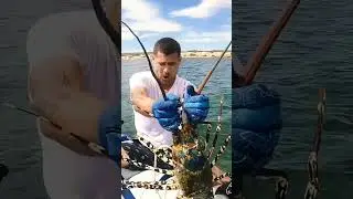 The biggest lobster in the world!! 😲😲 #shortsfeed #shorts #facts #lobster