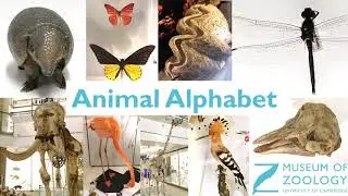 Animal Alphabet R is for Rhinoceros
