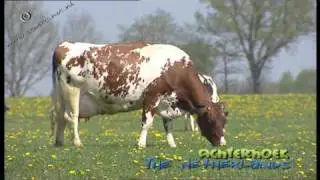 Red Holstein cattle in de Achterhoek, The Netherlands