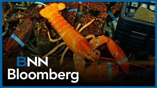 Deal with China removes tariffs on Canadian lobster and crab