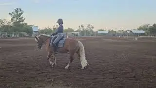 Princess Noble USEF 4th Level Test 1 AHA International Haflinger Celebration 2023