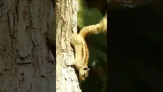 Squirrel Call