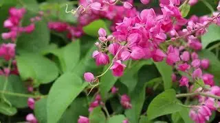 Antigonon leptopus ( Mercan Asması )
