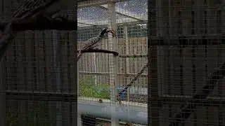 African Grey Hornbill - snack time 💞🐥🤣 #shorts #hornbill #rain #africangreylover #dinner #birds #ew