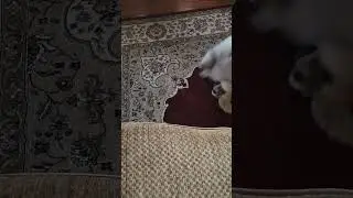 A Chow named Stella