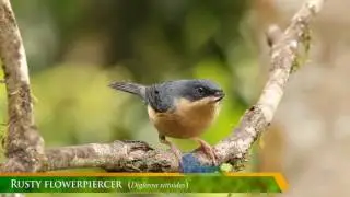 Rusty Flowerpiercer (Diglossa sittoides)