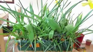 Spring Bulbs Update: April