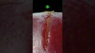 Cutting a Grape in Half with a Scalpel - Macro ASMR