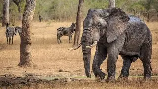 Habitat loss leads to elephant overpopulation