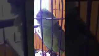 crying parrot🦜😭😭😭😭😭😭