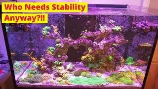 Instability In My Reef Tank: Update