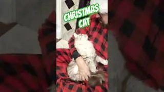 CHRISTMAS CAT #Christmas #CAT #Kitty