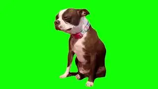 Crying dog green screen for content creators. #viral #cat #dog #greenscreen  #memes .