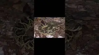 Eastern Diamondback Rattlesnake and American Green Tree Frog