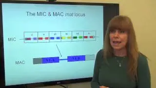 Genetic 'roulette' gives tiny cells their sex