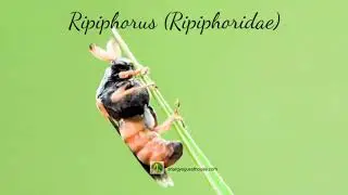 Wedge-Shape Beetle (Ripiphoridae), Kumbang dengan antena yang indah
