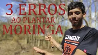 Moringa oleífera