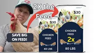 DOUBLE your chicken feed in just 3 days! #backyardchickens #diy  #homesteading #chickenkeeping