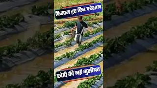 Mulching Paper Farming Guide 🌱💧 | Organic Weed Control ✅ | #SustainableFarming #AgriHacks