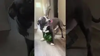 That's HIS watermelon.